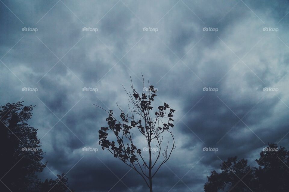 Barren Tree