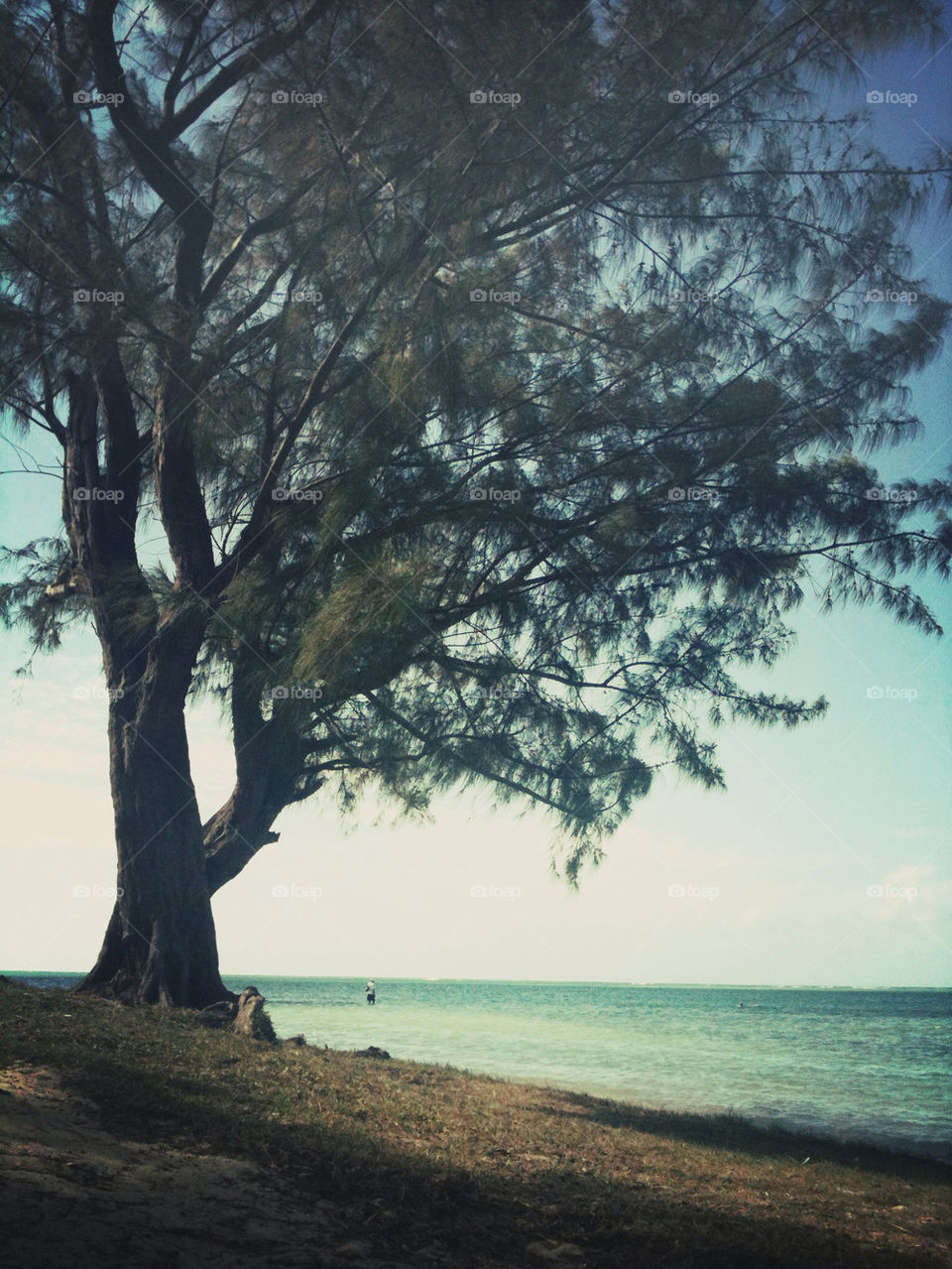 Tree on the shores of Mauritius island.