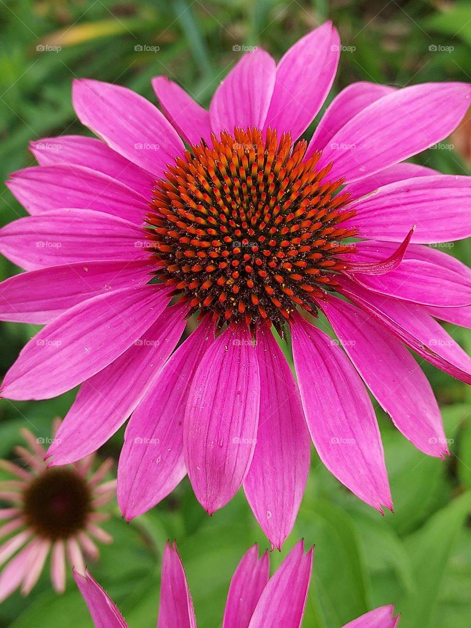 purple coneflower