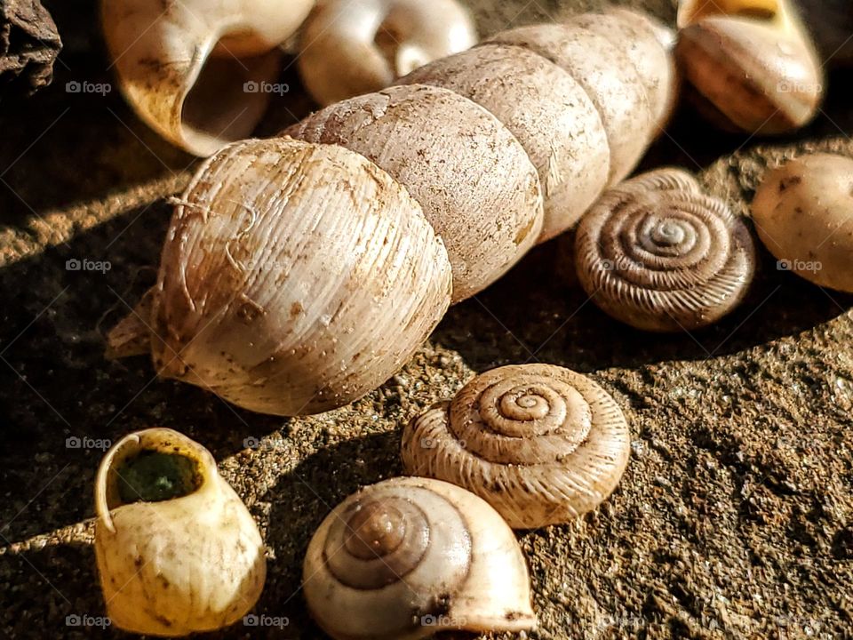 Macro of a mix of various tiny land snail shells found in soil and mulch.