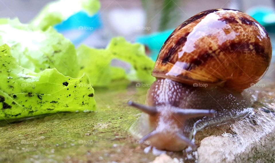 Slow down and enjoy life's beautiful moments🐌