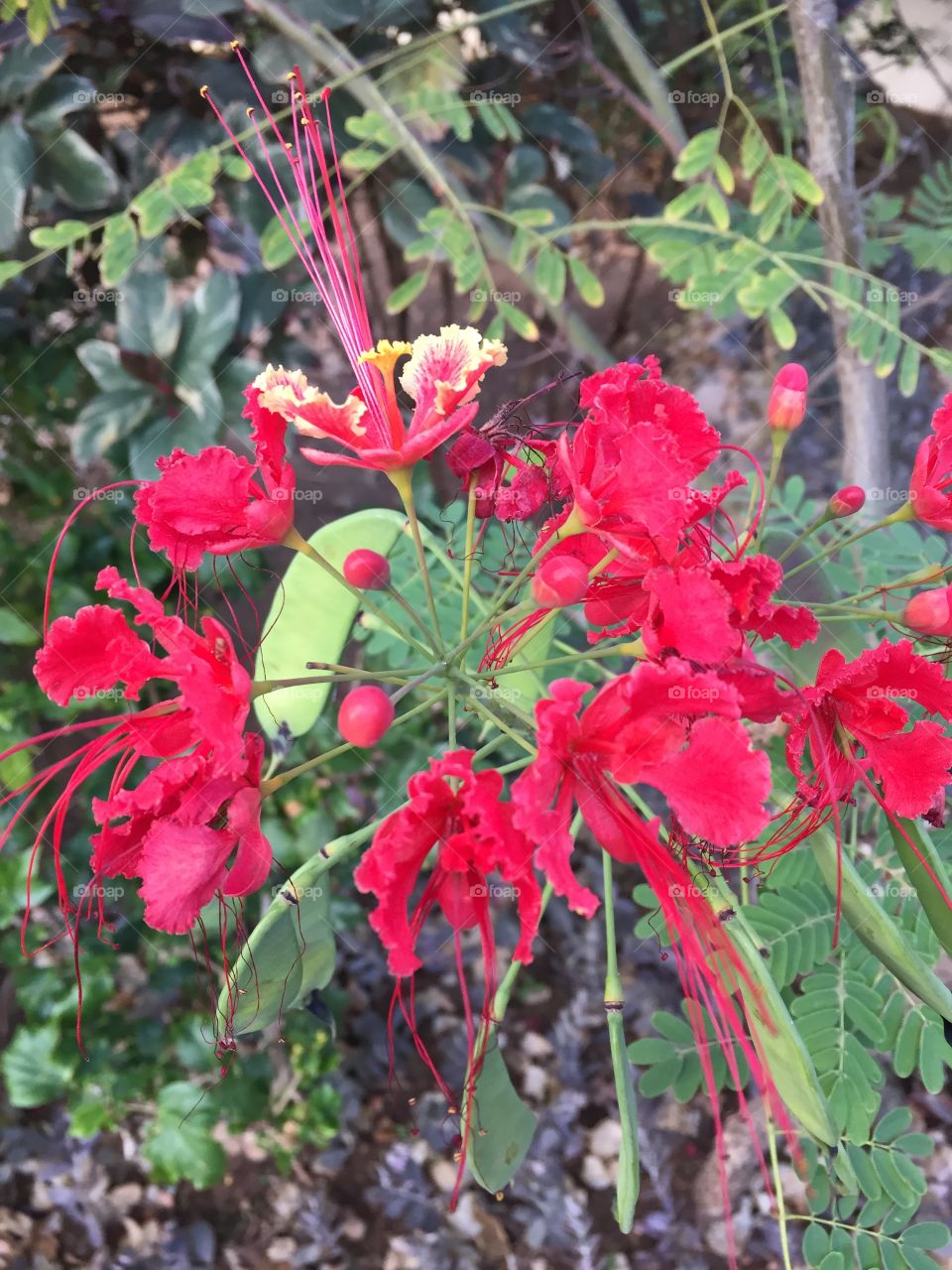 Flowers in Kap Verde