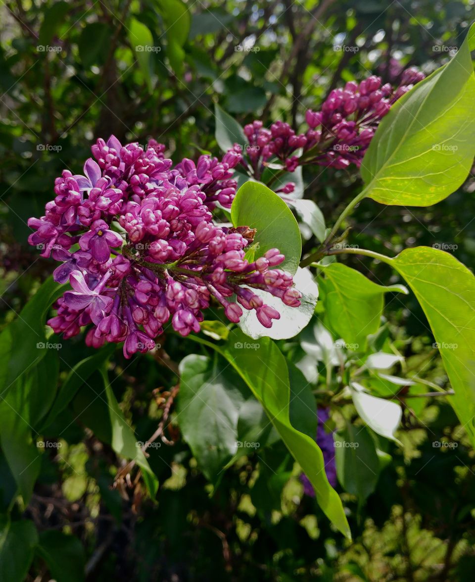 Lilacs