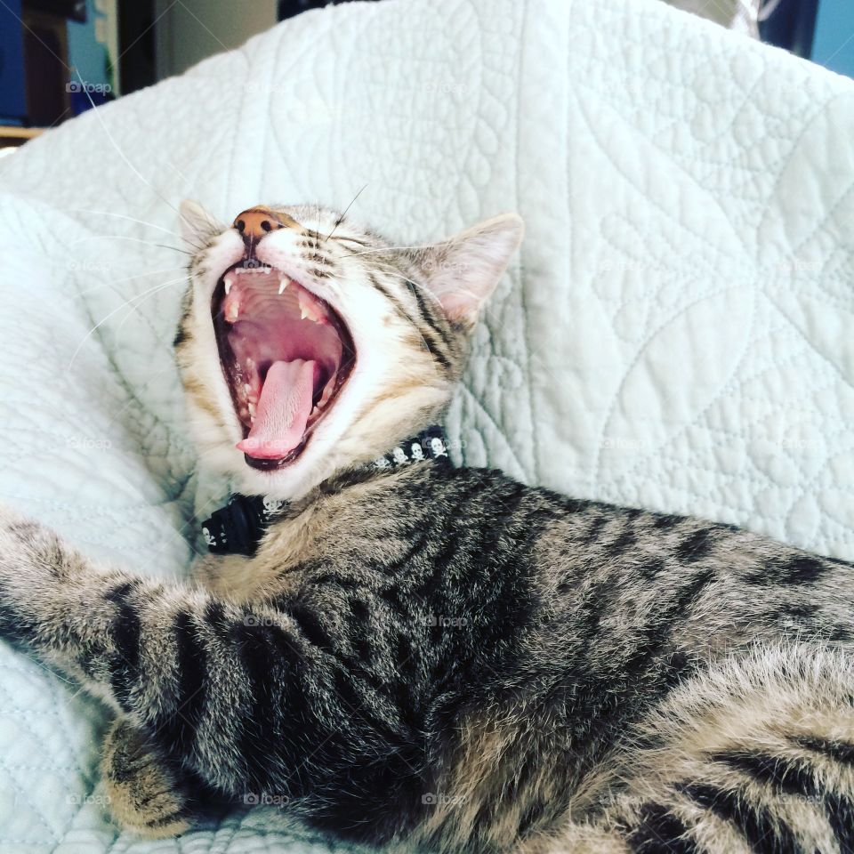 Yawn