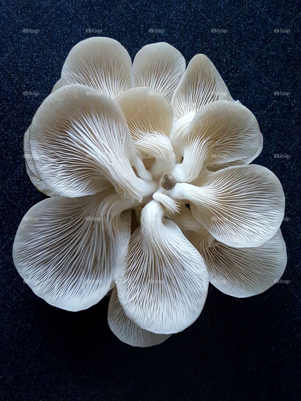 Oyster Mushrooms