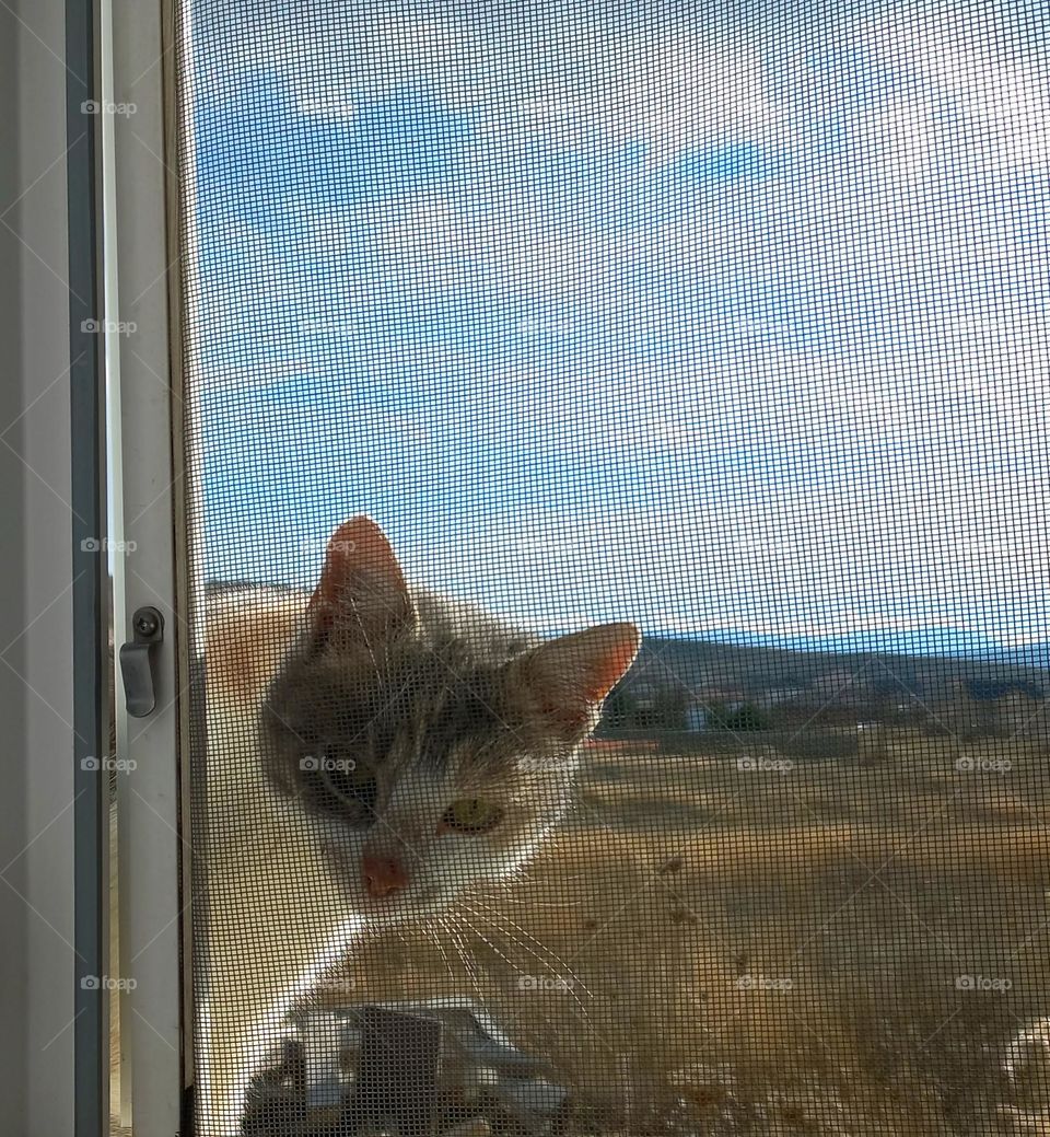 How unexpectedly a cat appeared outside the window !!!