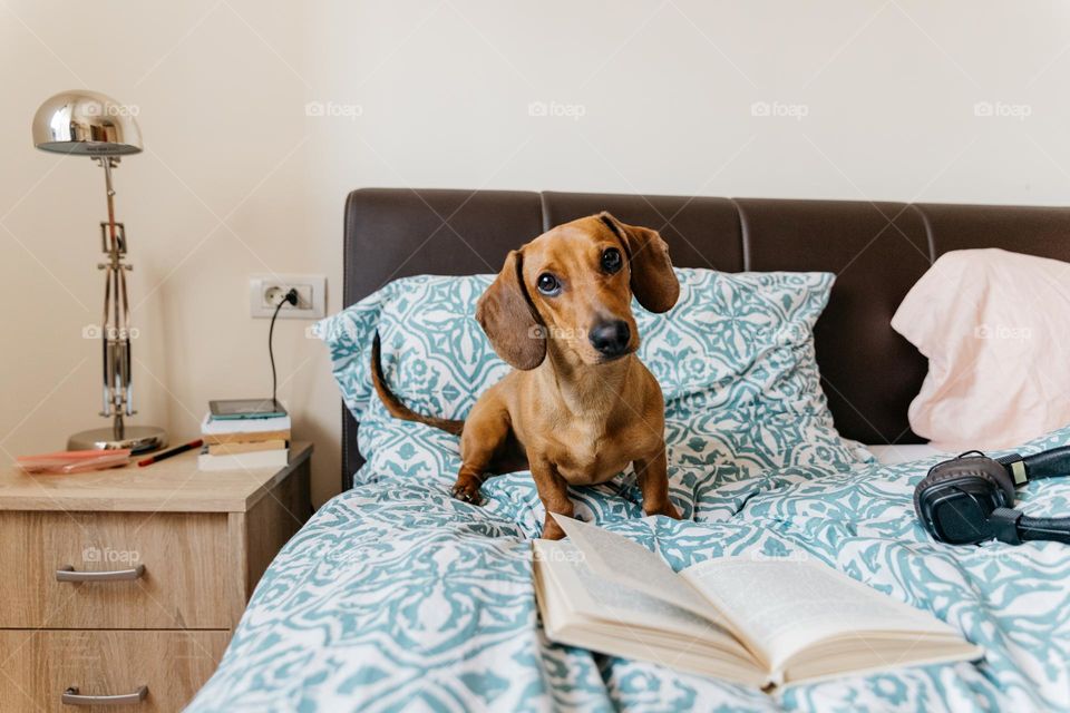 Dachshund brown dog, sitting on the bed, pretending to read a book, just to get treats at the end.