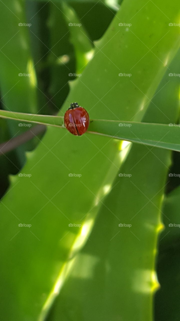 spotless ladybug on a aloe Vera, red colorful, green plants