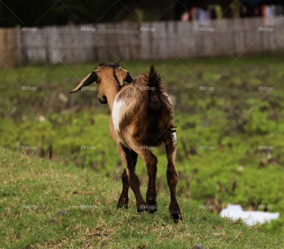 A goat who is walking 