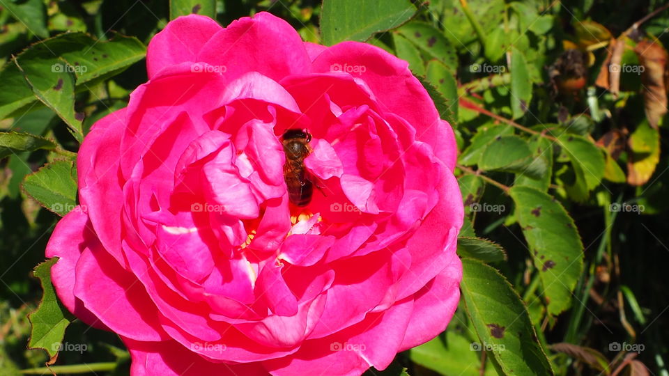 Bee in the flower