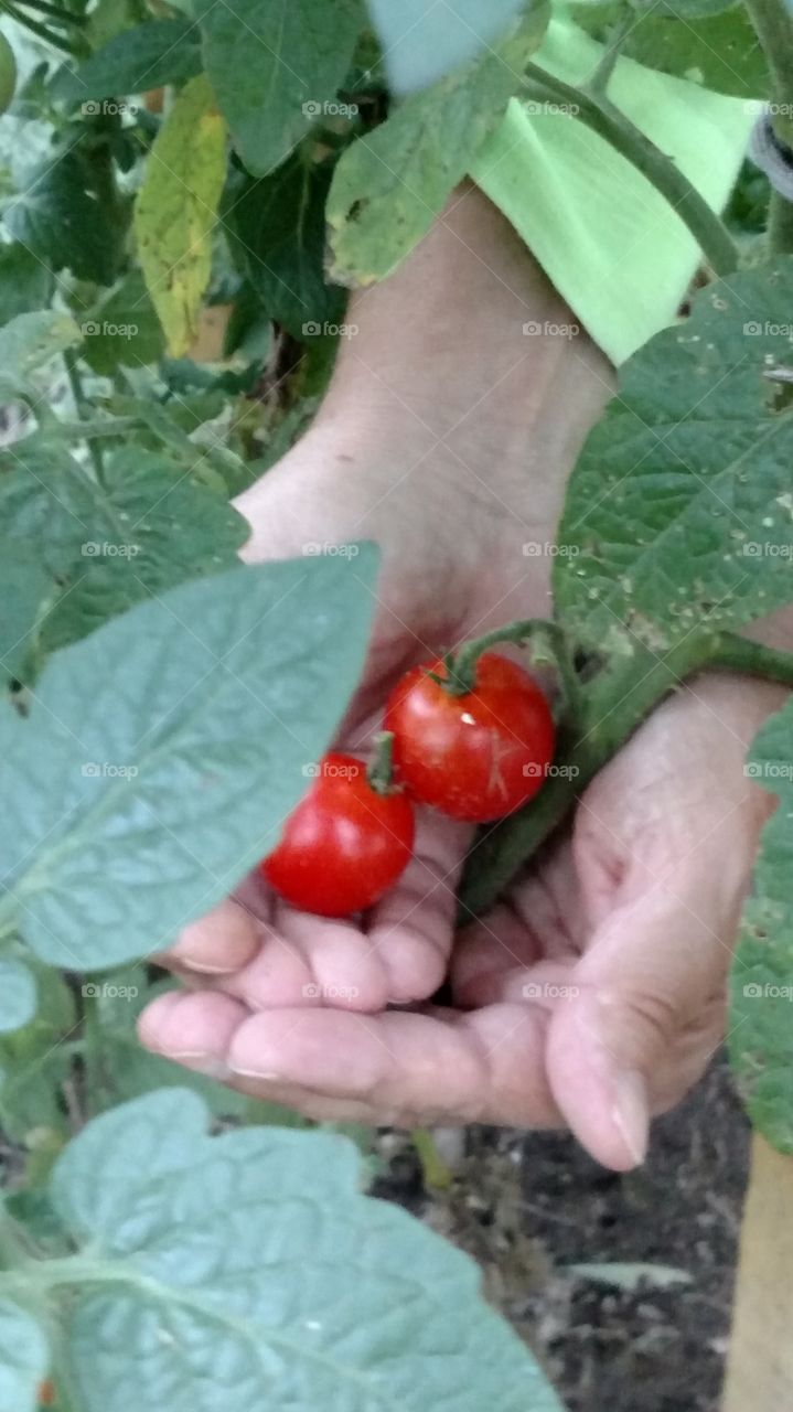 we grew our first healthy garden