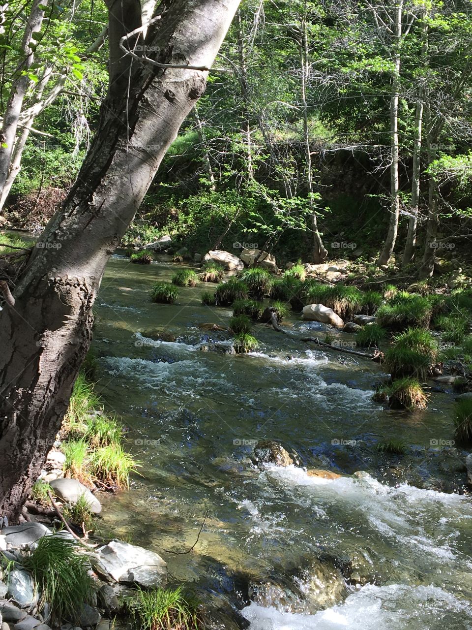 Crystal clear river flowing through the serene woods on a beautiful summer day 