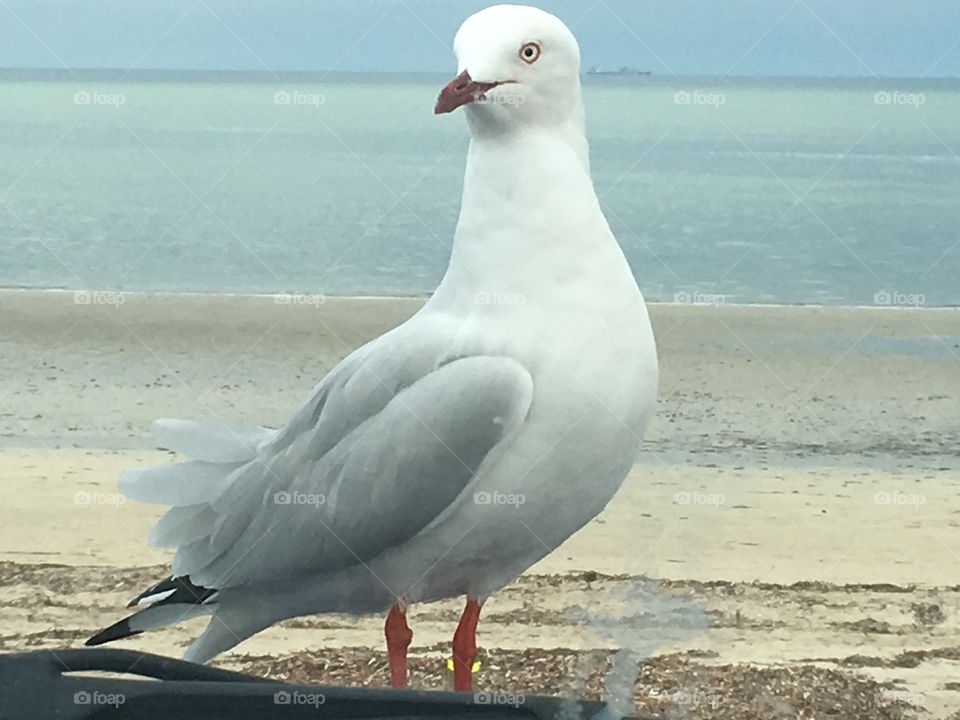 Closeup
Seagull
Perched on car bonnet hood at ocean Australia