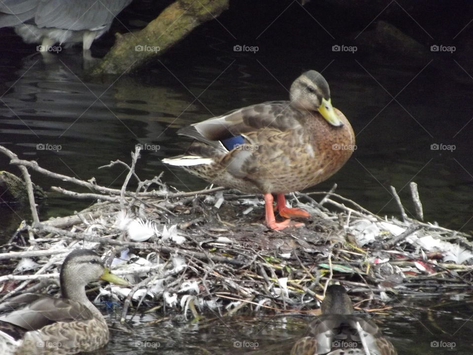 Duck On A Nest