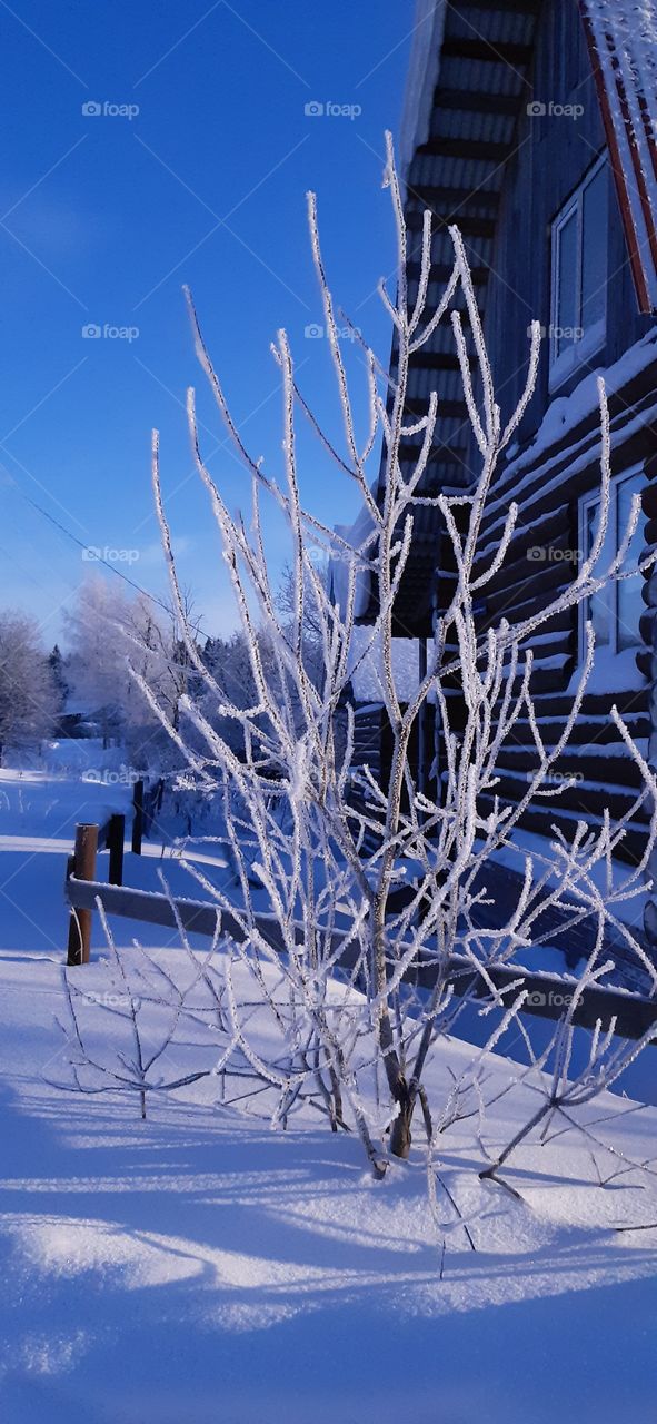зимние деревья в деревне