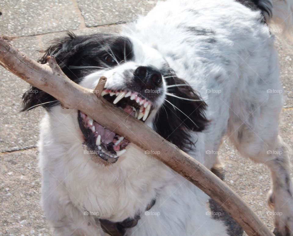 Big Stick