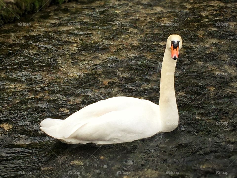 Swan in wild
