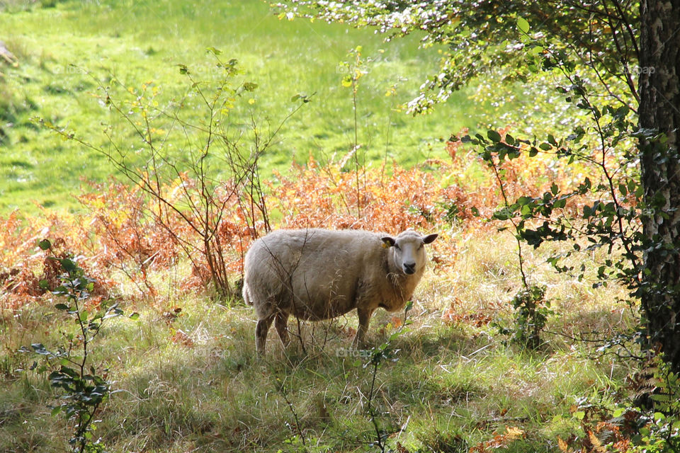 Autumn , sheep - får