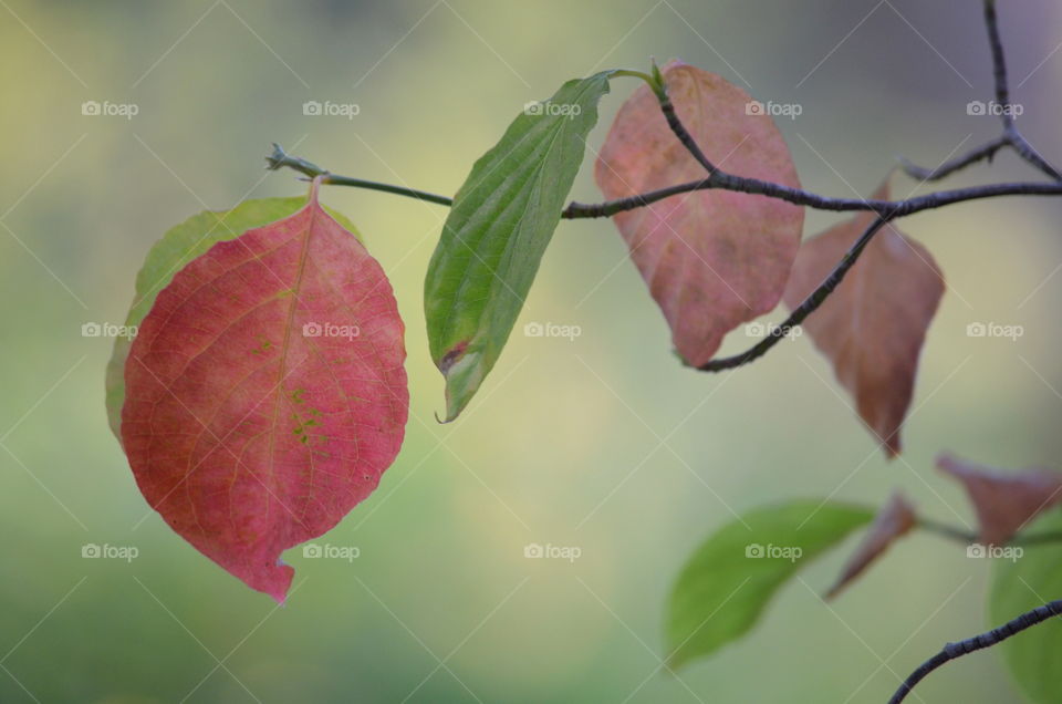 Fall in L💛VE with a "Flowering Dogwood" tree Leaf! 🍂