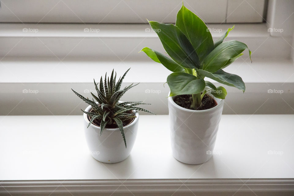 Close-up of two potted plants