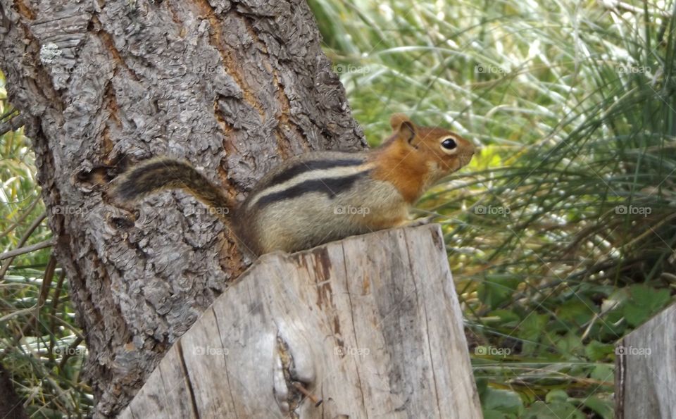 Chipmunk 