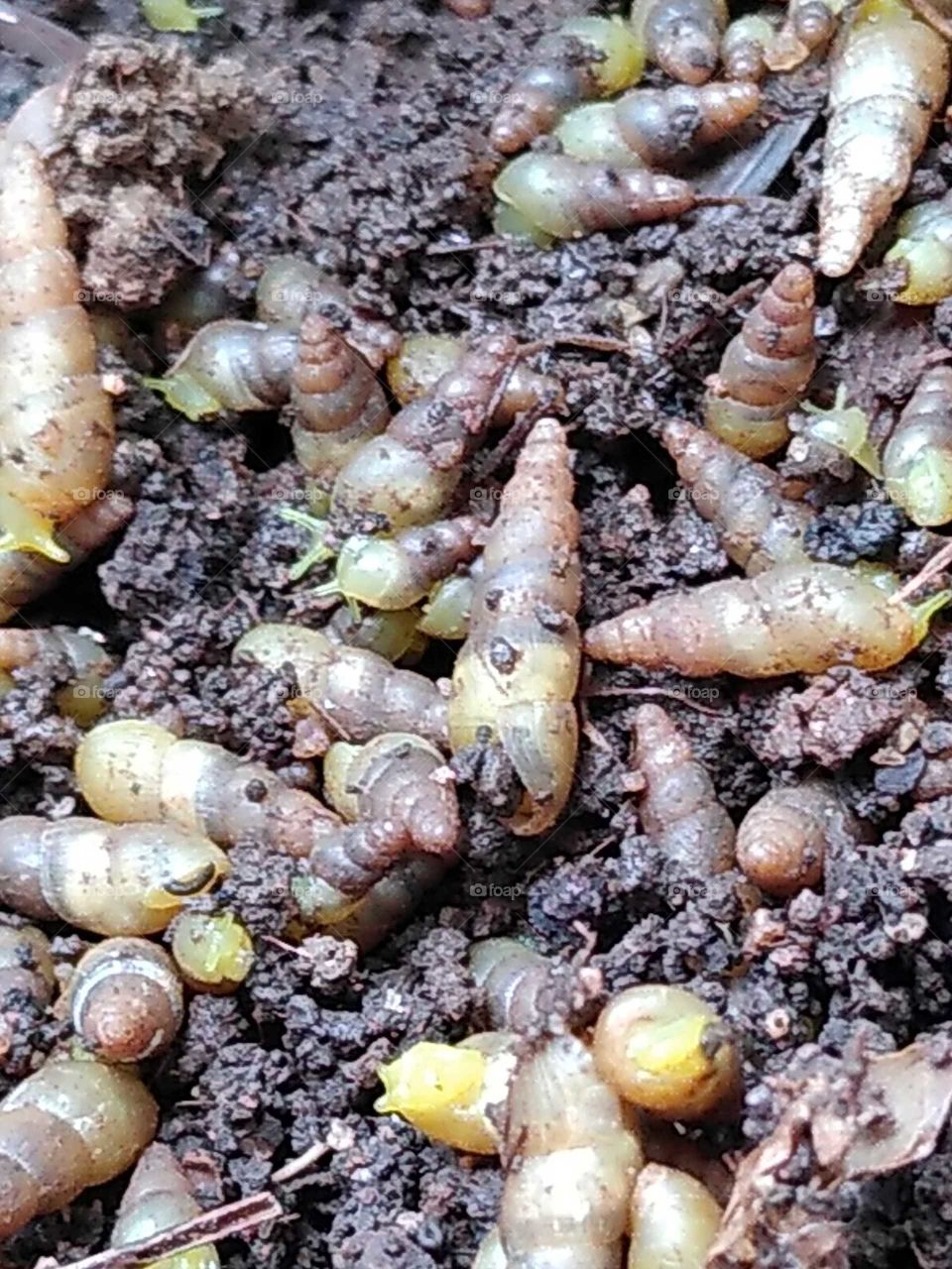 snails in the compost