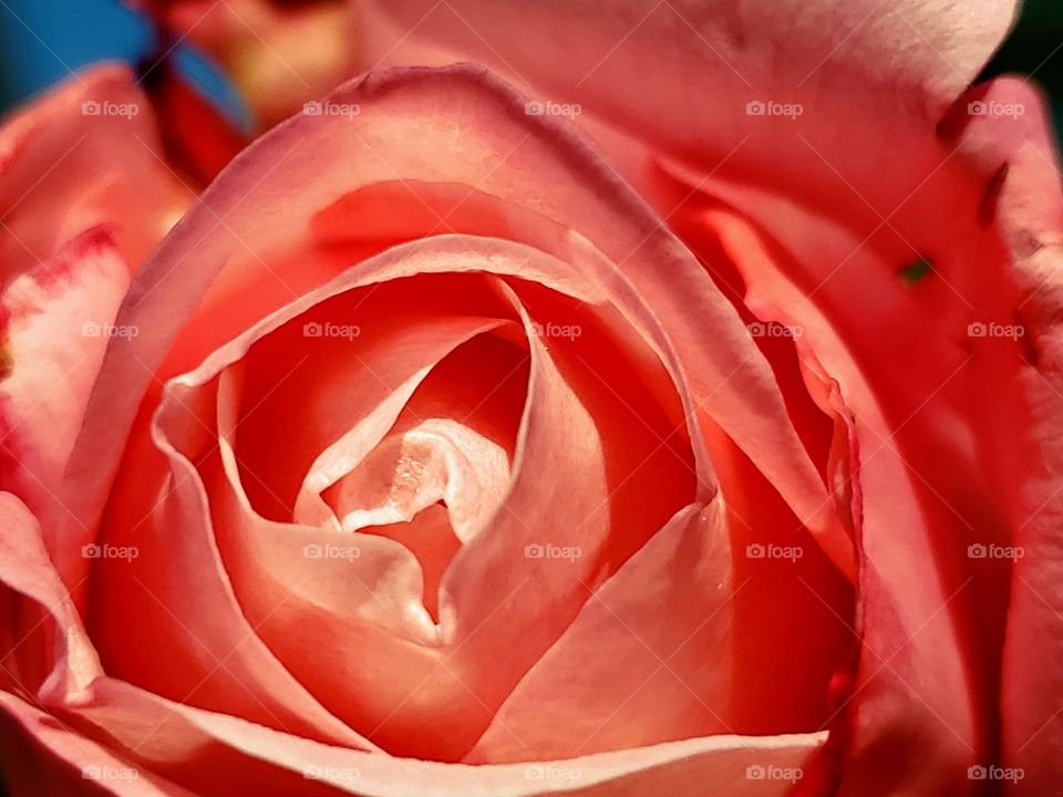 Macro of a salmon color pink rose