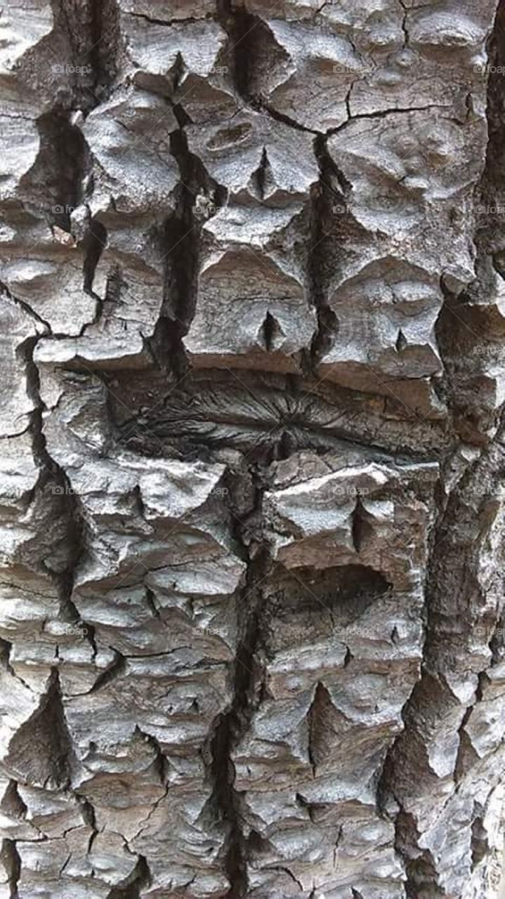 bark