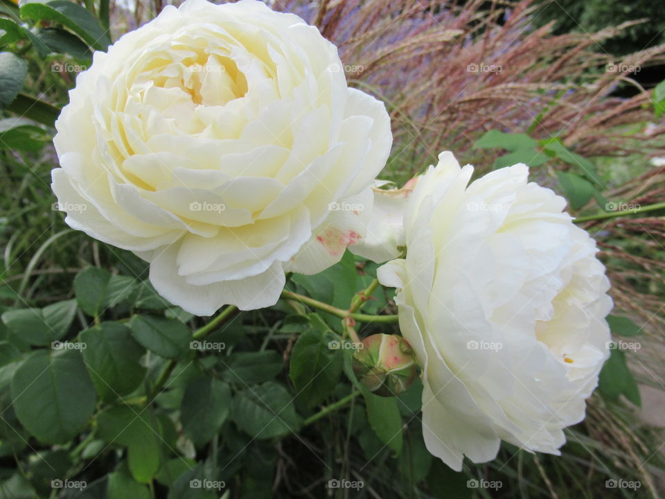 Cream rose bush growing in a park