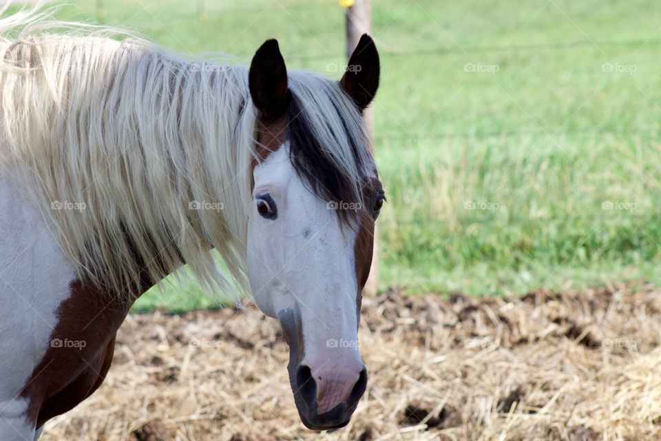 Summer Pets - a horse standing in a corral next to a pasture