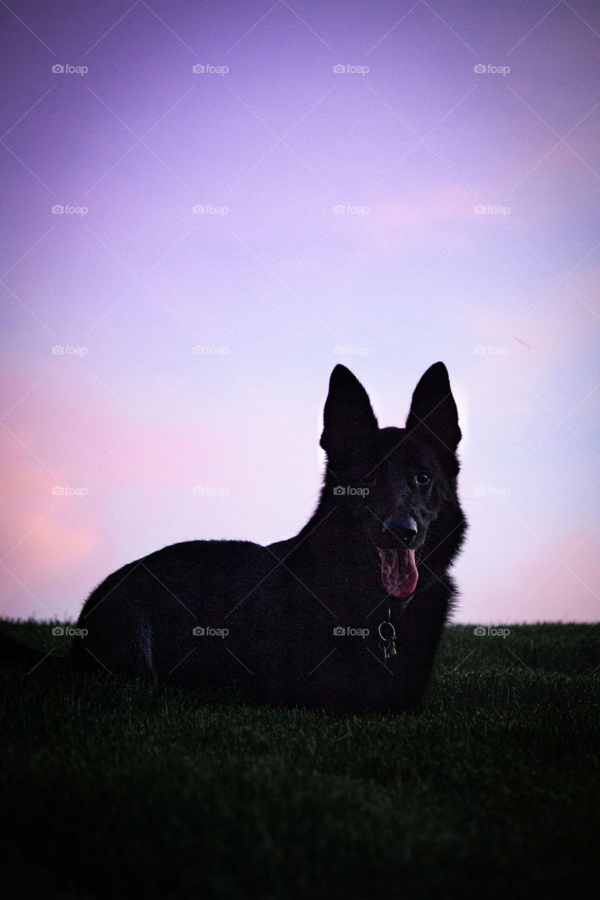 Sunset Dog