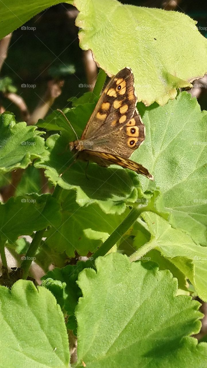 Beautiful butterfly