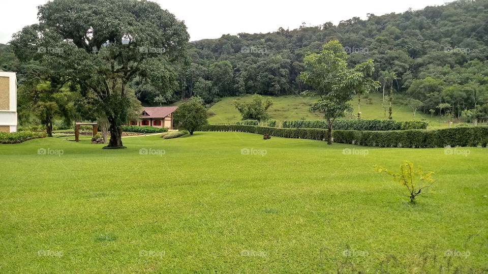 MATA GRAMADO ÁRVORE