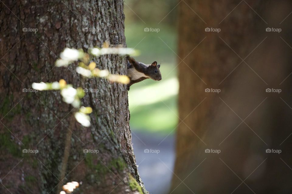 Squirrel on a tree