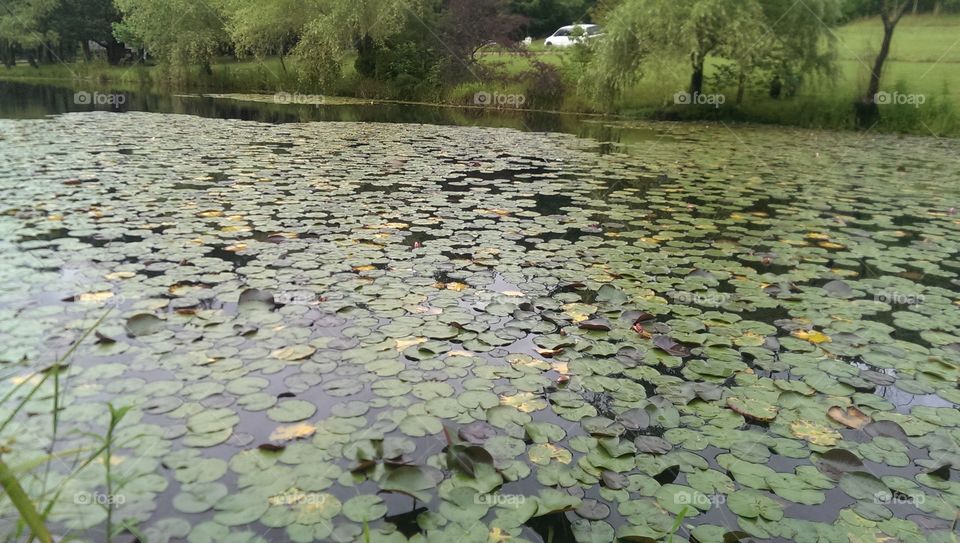 thousand lotus leafs. Lotus leafs on the lake