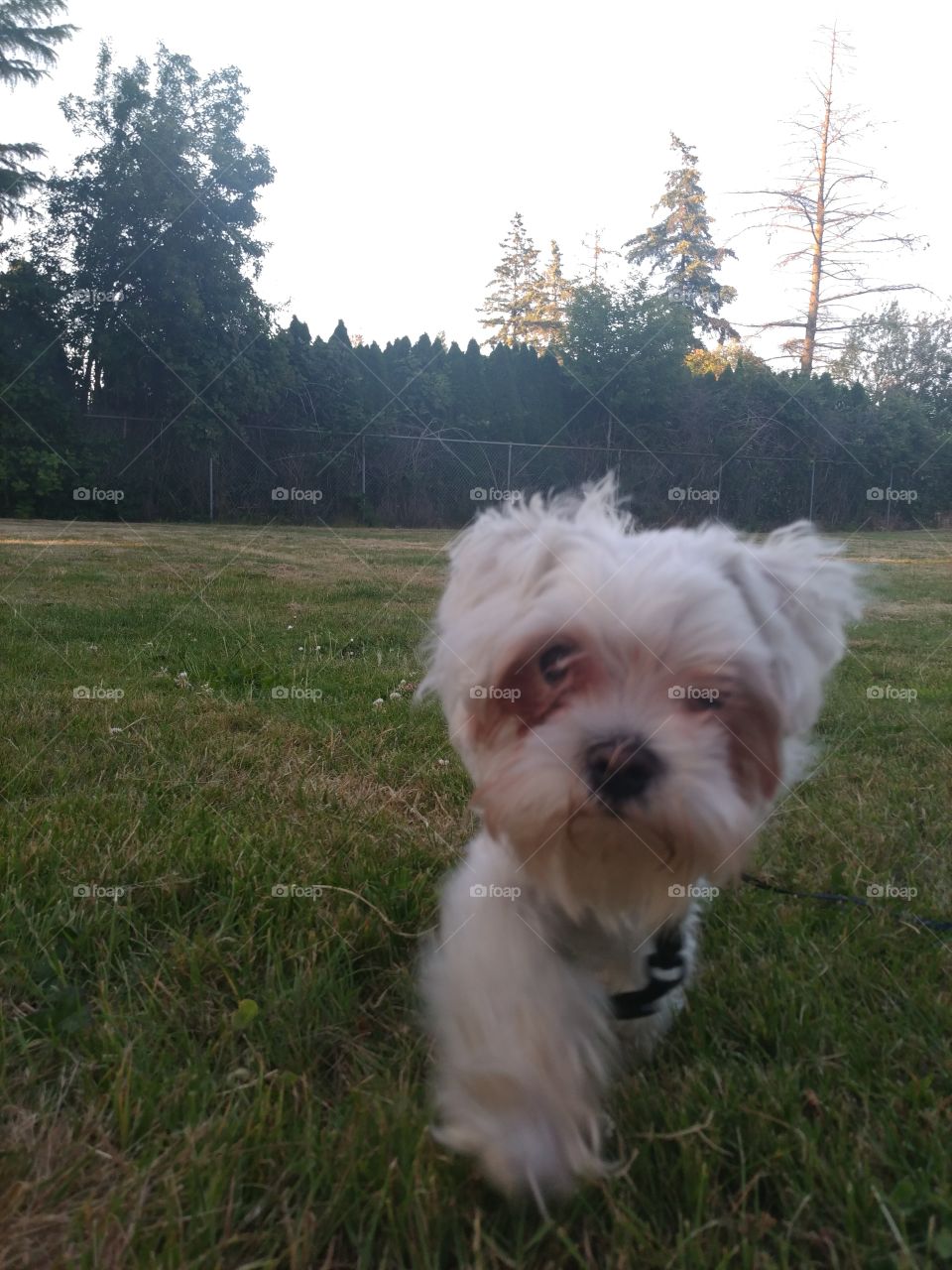 Dog Days - Evening Walks