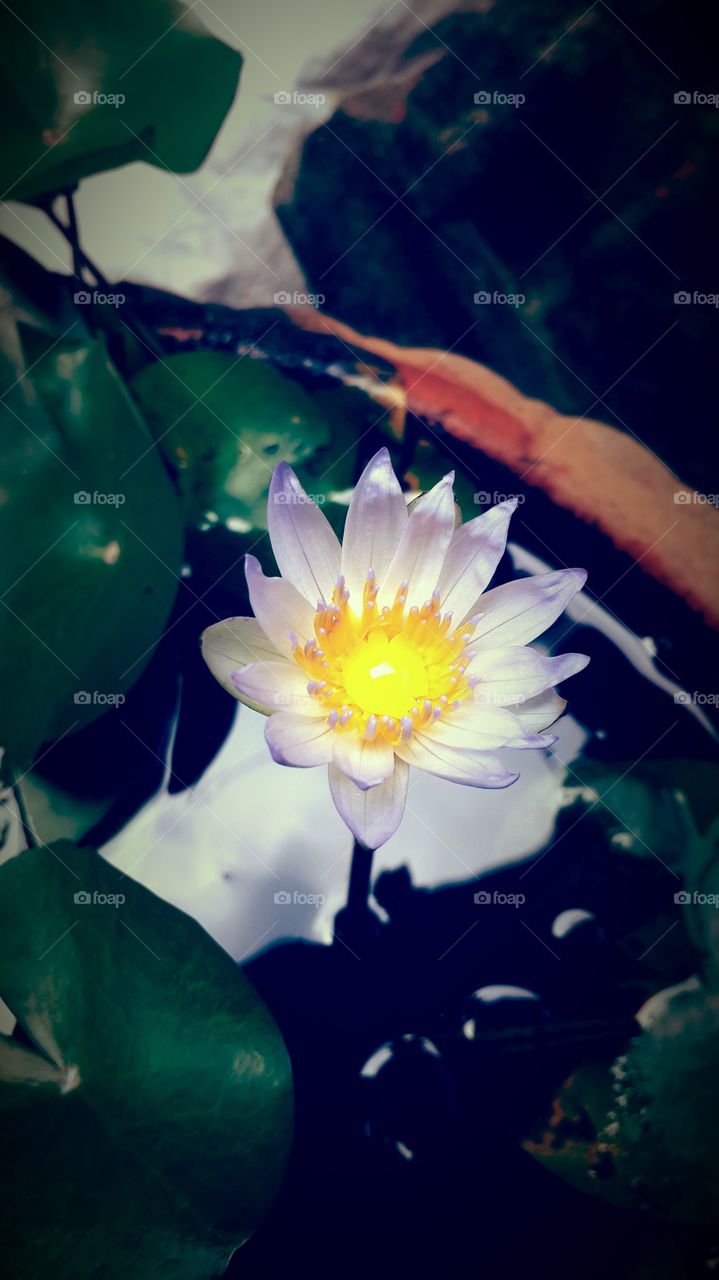 Waterlily
