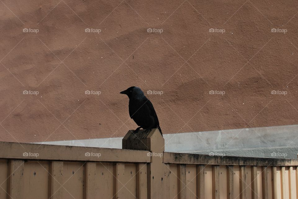  Crow
