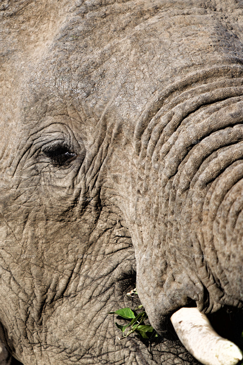 African elephant skin details...