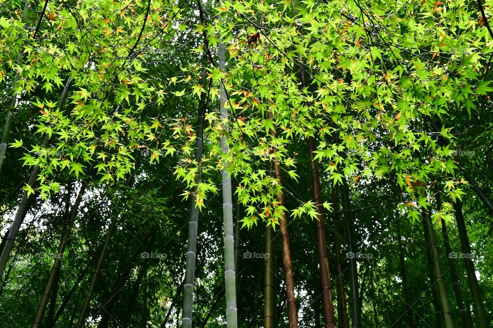 Maple tree and bamboo forest