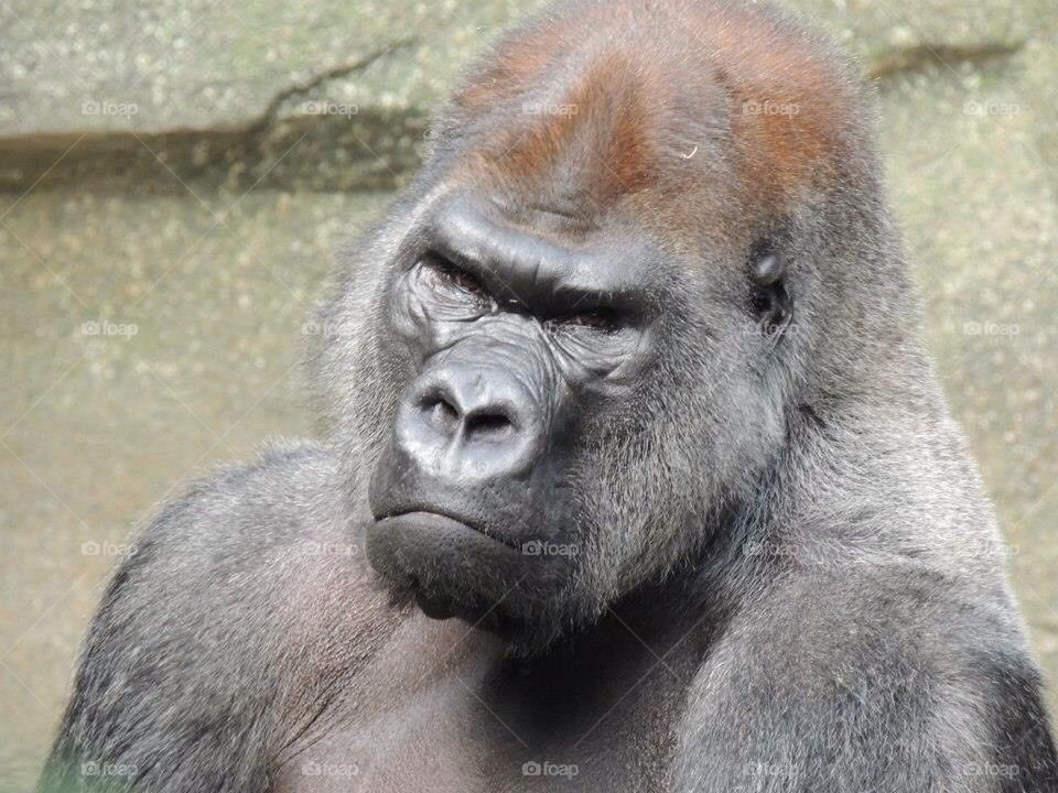Gorilla Pout
