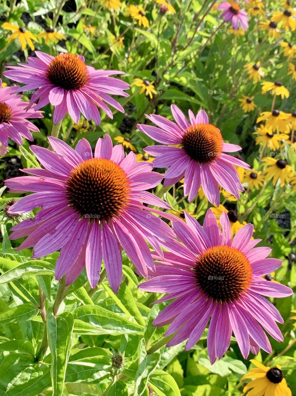 Beautiful Echinacea 