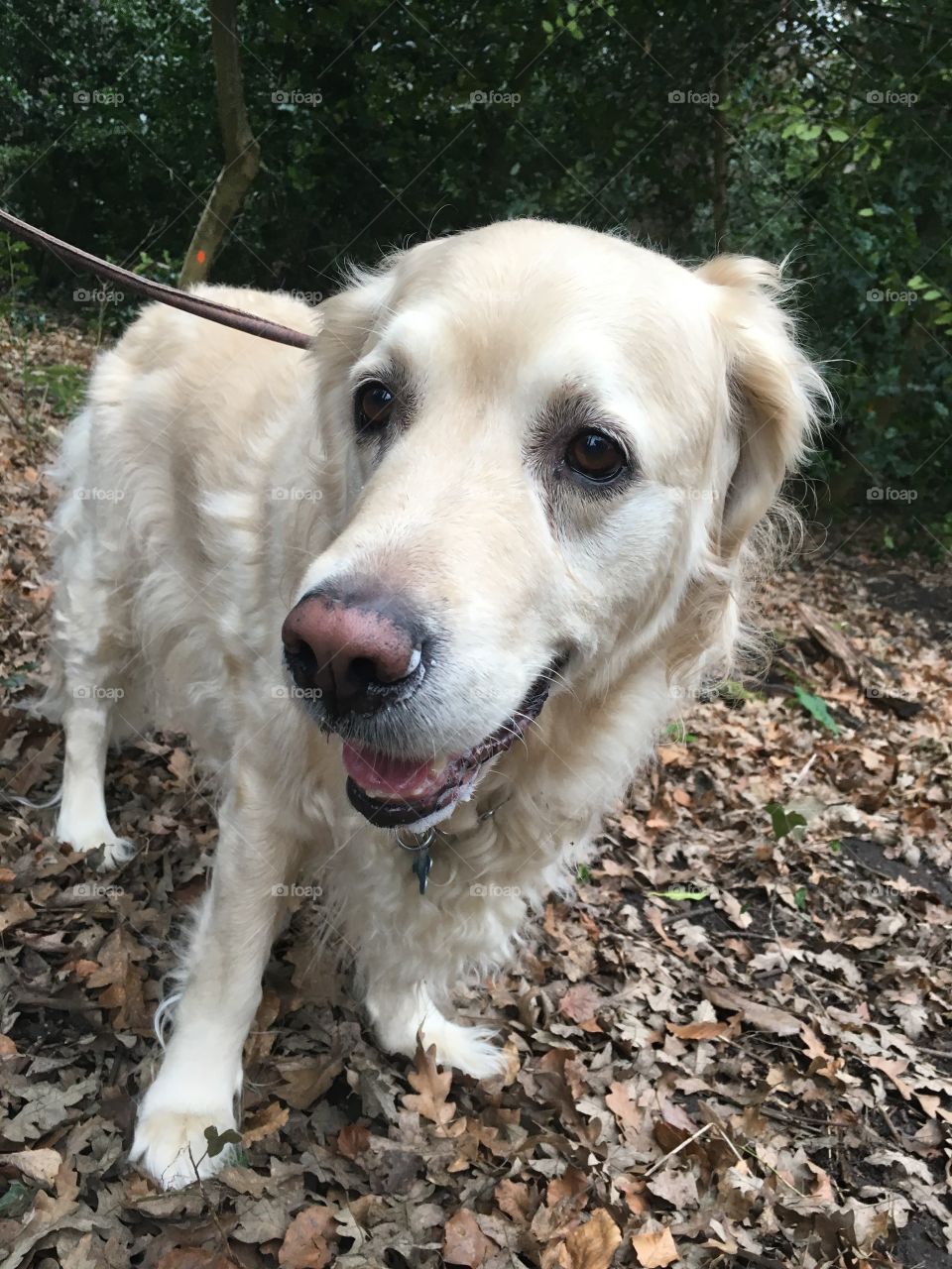 Dog, Pet, Animal, Mammal, Canine