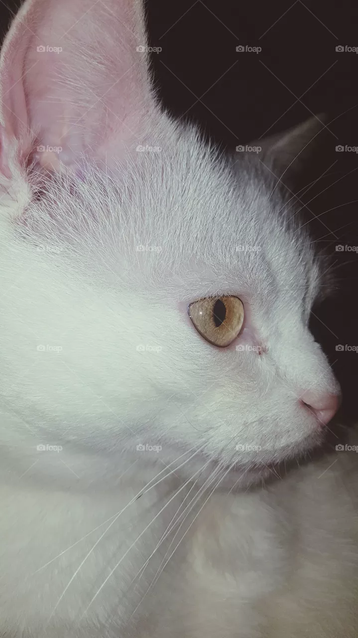 cat Amur