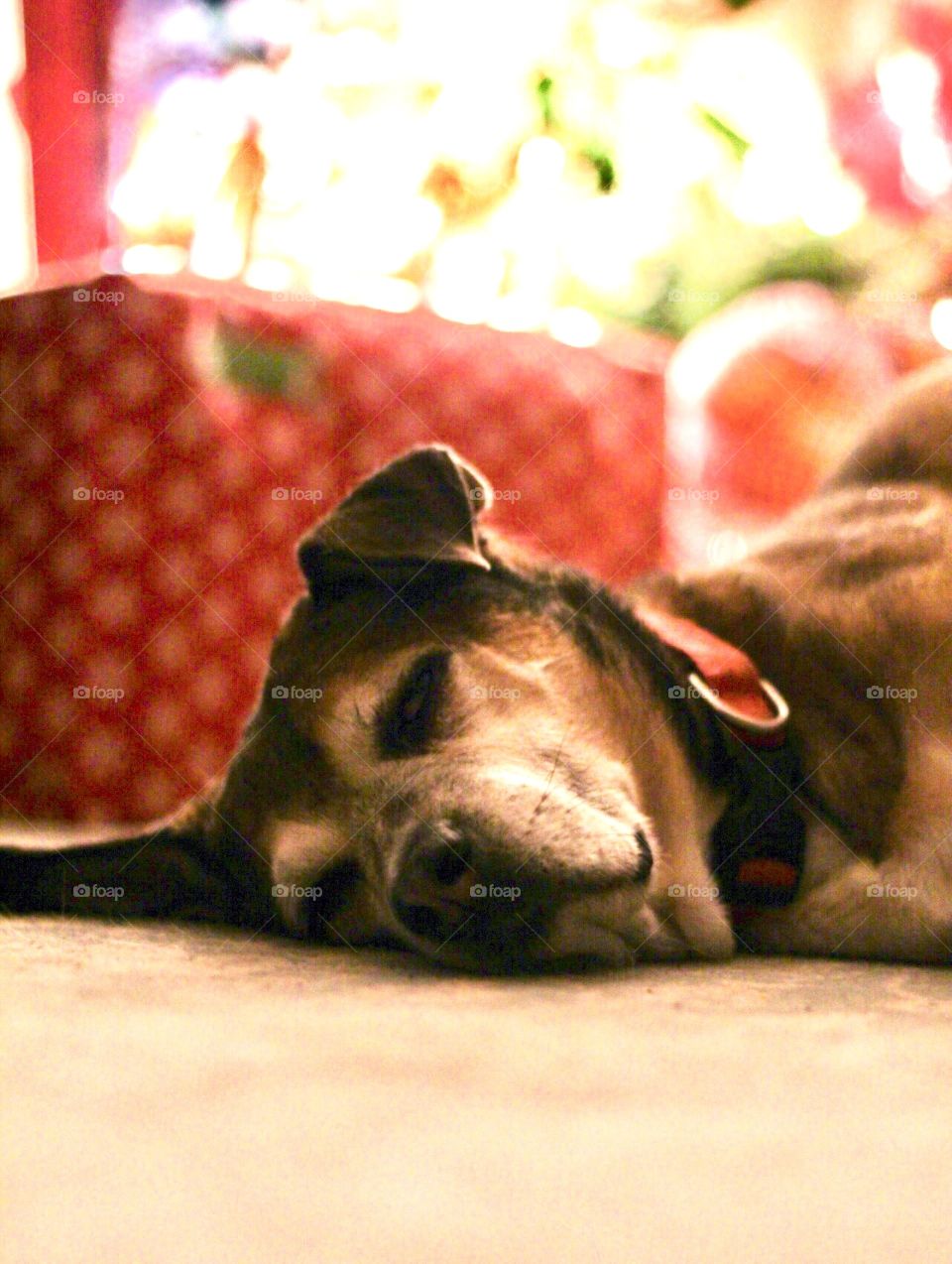 Pooped Christmas old gal