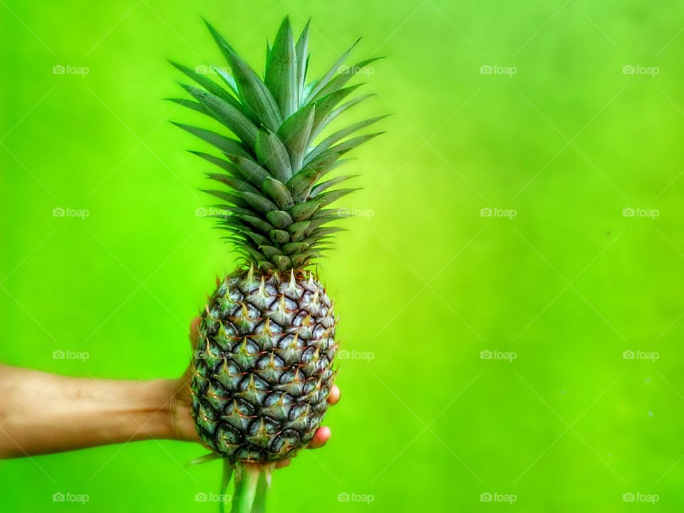 the pineapple