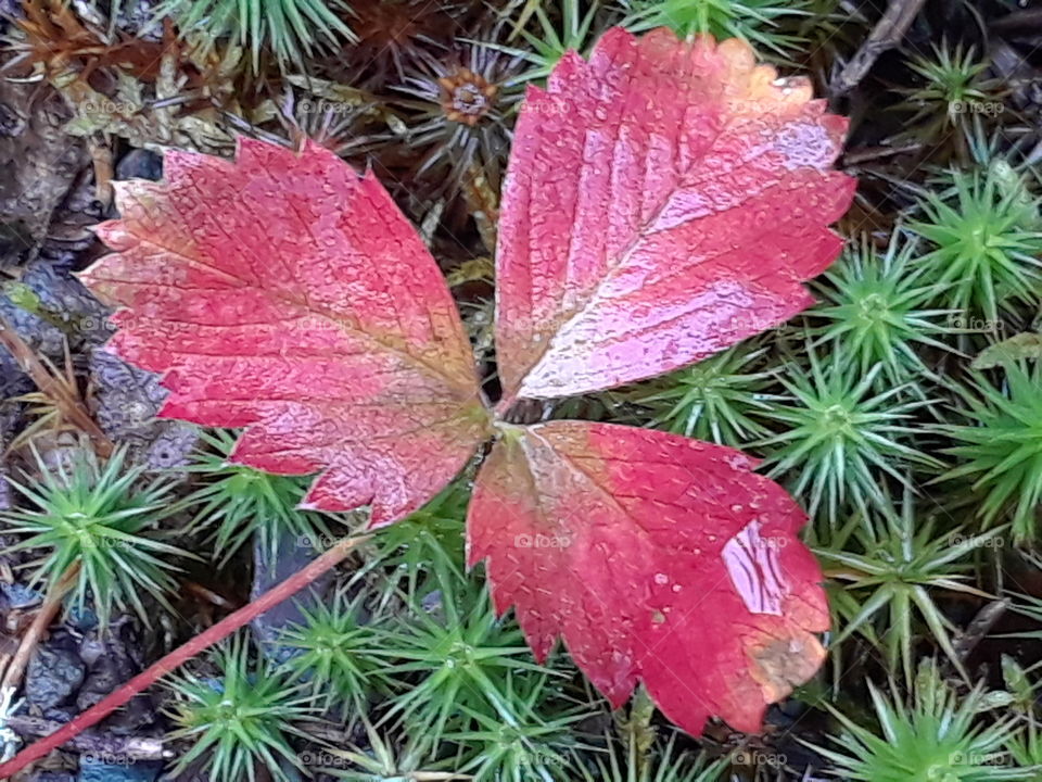 Red strawberry leaf on moss