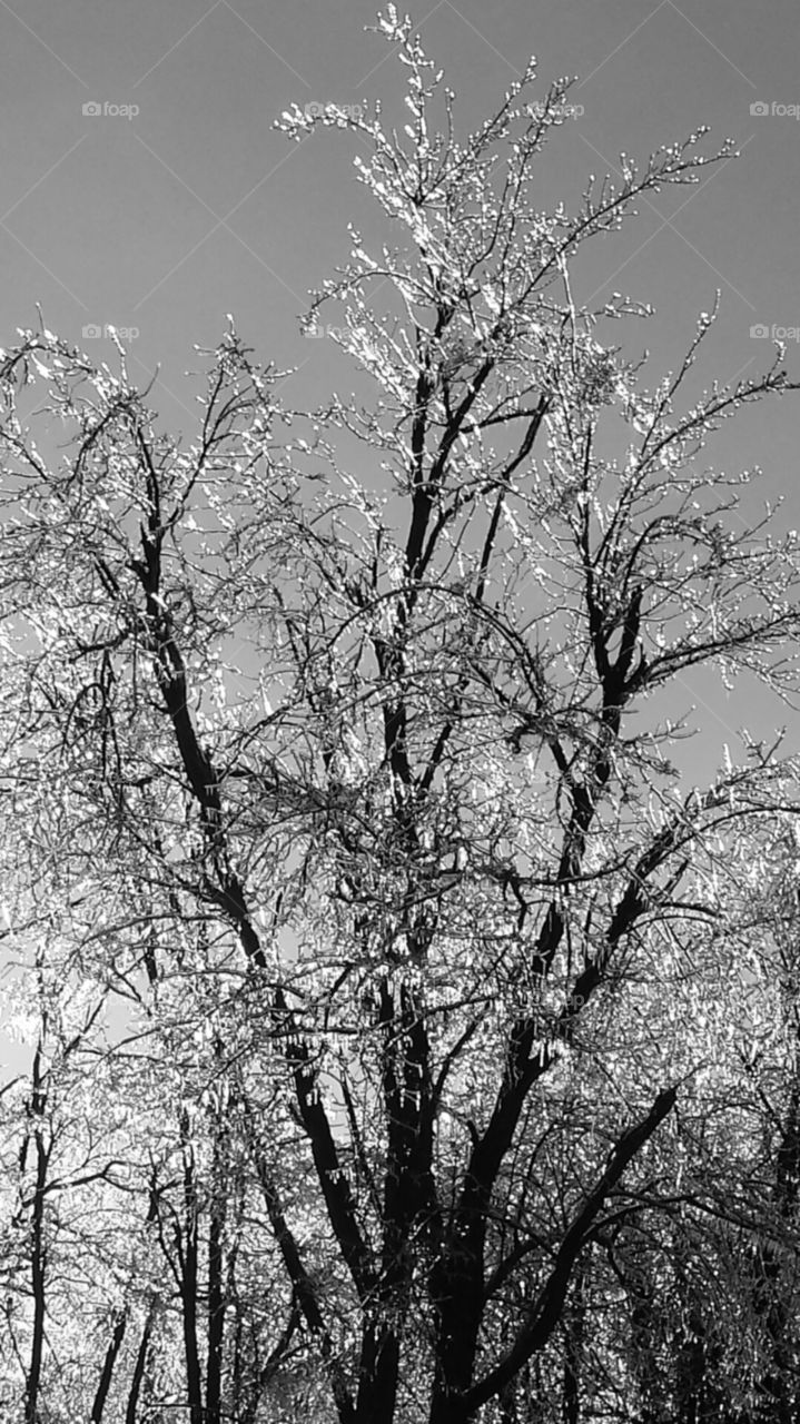 Black and White Ice Tree. Oklahoma ice storm