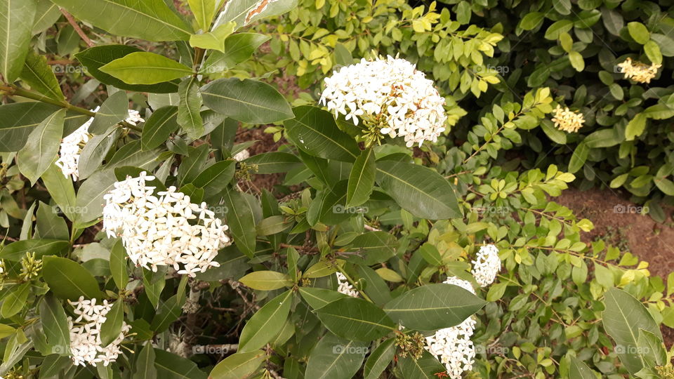 Mais um exemplar da ixora branca de "flor de agulha", com mais flores.