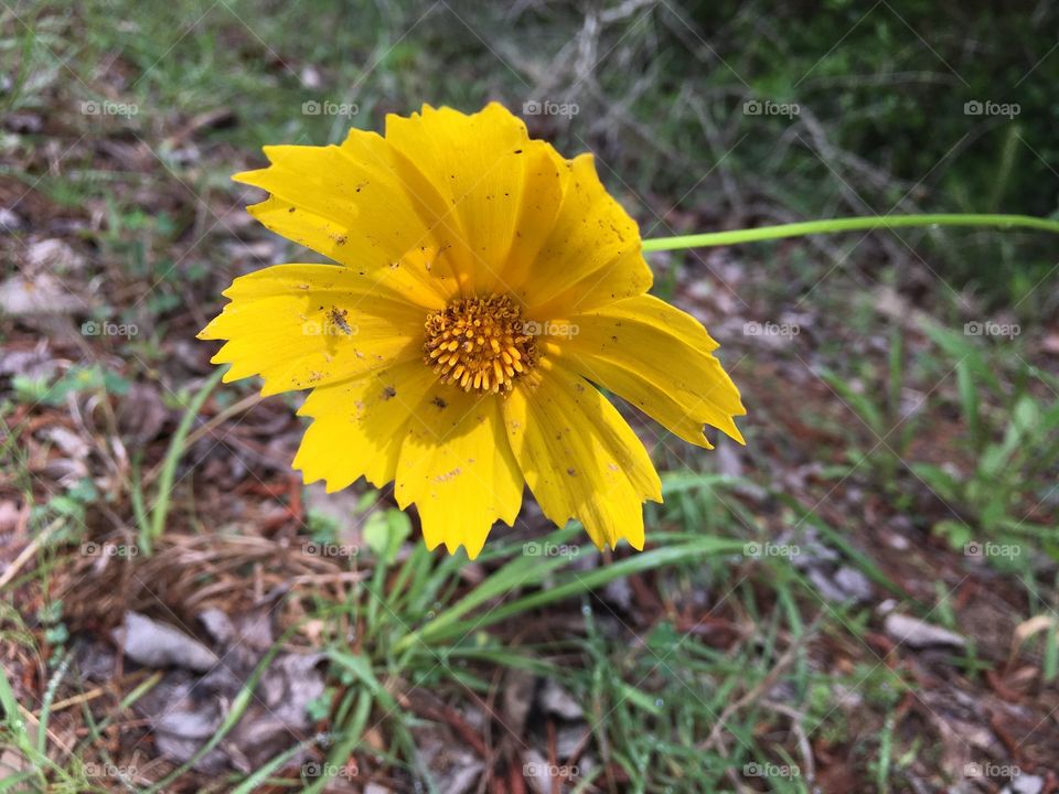 Yellow flower 